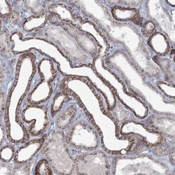 FAM120B Antibody, Novus Biologicals:Antibodies:Primary Antibodies